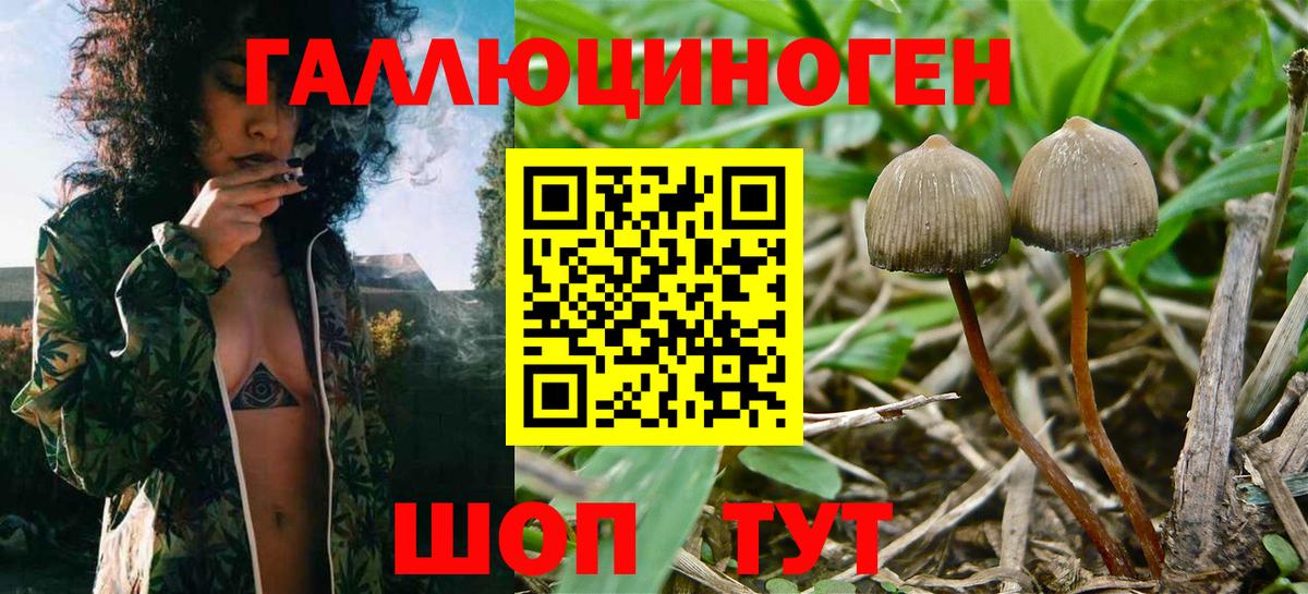 Псилоцибиновые грибы мухоморы Майский